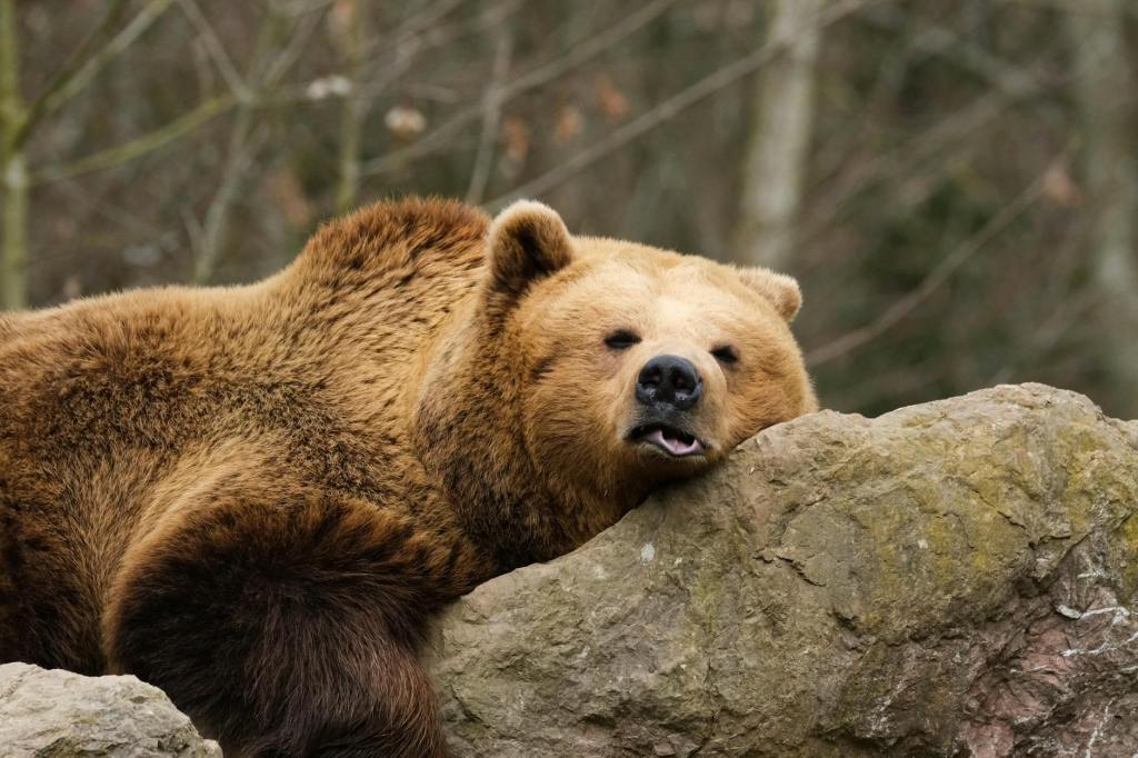 Zarnesti Sanctuary, Brasov – A place for bears to live free