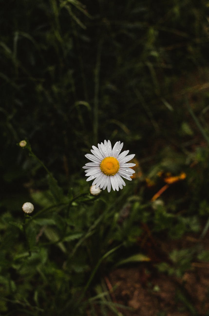 Dracula’s Weekly tips – Part&nbsp;1