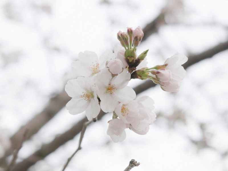 Martisor Festivals – The perfect spring souvenir on your trip to Romania – End of February – Mid&nbsp;March