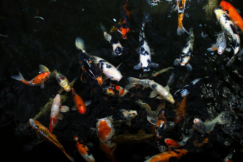 Visiting Romania According to your Zodiac – What should a Pisces visit, according to Gemeni AI + some Dracula&nbsp;Suggestions