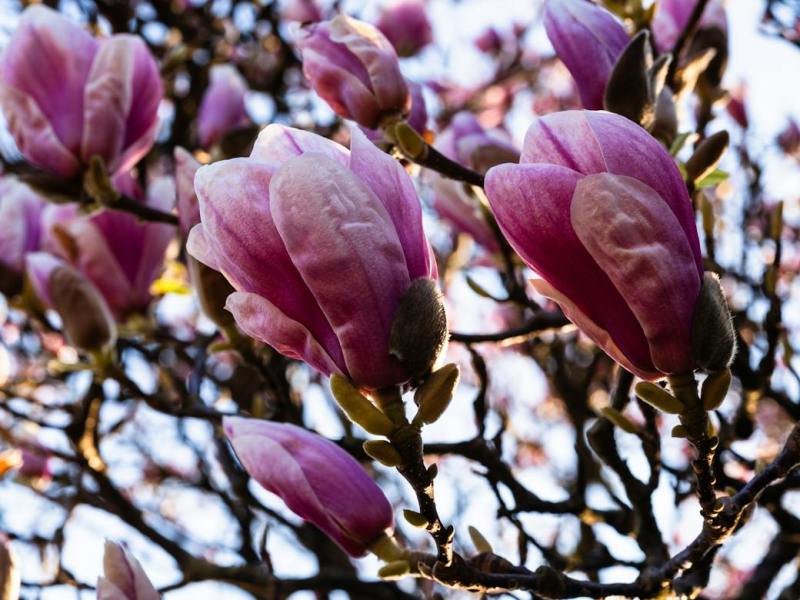 Magnolia Map of Bucharest – Where to find some of the most beautiful magnolias in the&nbsp;city