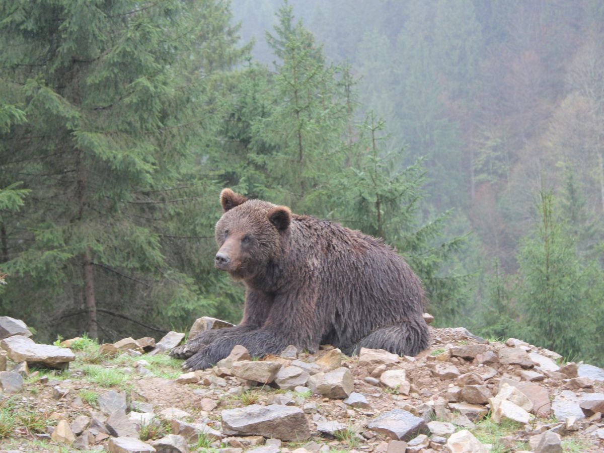 Romania, the country with the most&nbsp;bears!
