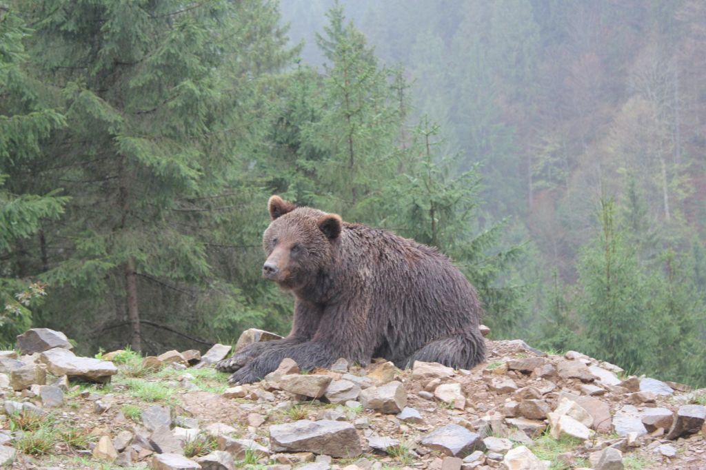 Romania, the country with the most&nbsp;bears!